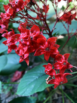 狀元紅網(wǎng)，揭秘4987精準(zhǔn)資料的秘密，狀元紅網(wǎng)揭秘，精準(zhǔn)資料4987背后的秘密