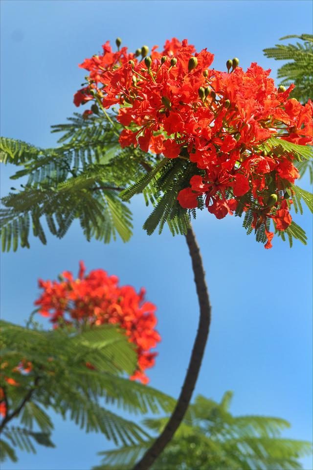 狀元紅，揭秘4987最準(zhǔn)最快的秘密武器，狀元紅，揭秘最準(zhǔn)最快的秘密武器 4987