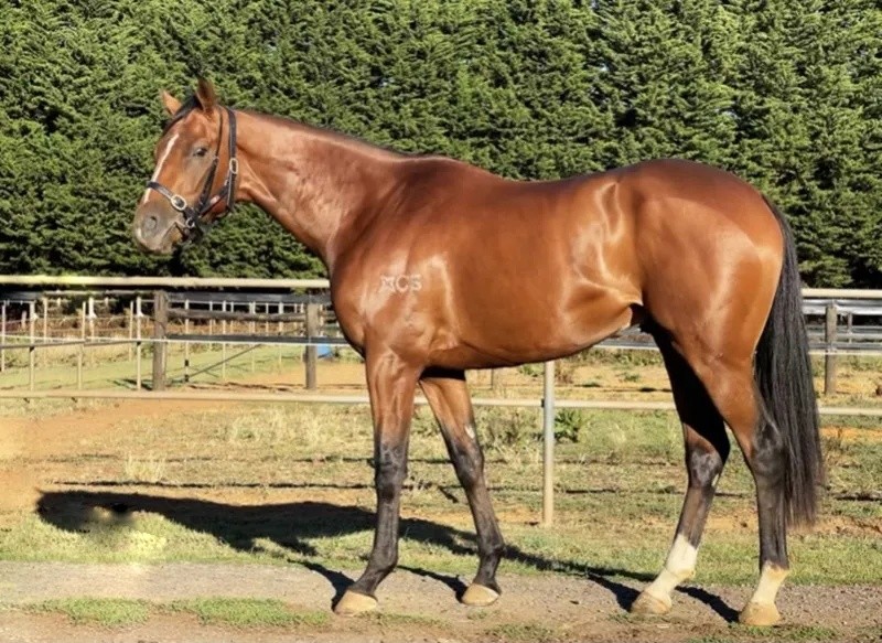 今晚澳門特馬開什么？今晚四不像的探討，今晚澳門特馬開彩結(jié)果及四不像探討