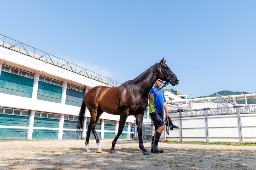 香港賽馬，77777與888888的傳奇故事，香港賽馬傳奇，77777與888888的賽場奇緣