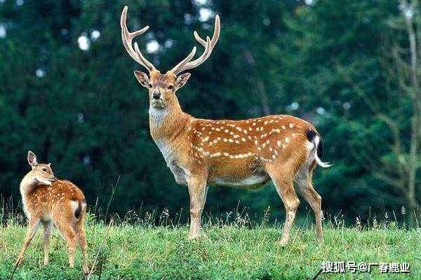 6566cc澳彩資料大全最新版本介紹17圖庫(kù)